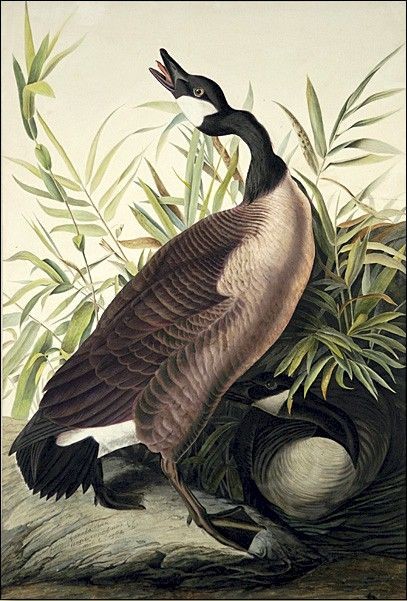 John James Audubon Canada Goose